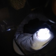 Oui on voit mal les p'tits mais c'est pas évident dans une grosse caisse sans les déranger !