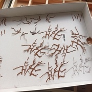 Branches en acajou pommelé renforcé de papier journal