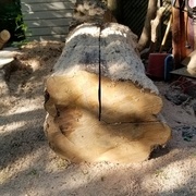 Le tronc principal, trop gros pour la scie, sera divisé en quartiers.