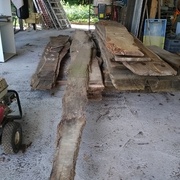 Le châtaignier récupérer