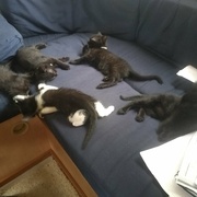 Les cinq petits de mon assistante !