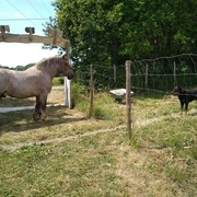Il était bien impressionné le beauceron de la ferme !!!