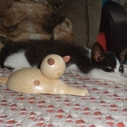 Les 2 derniers chatons....