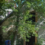 Arbre un tout petit peu trop proche du mur !
