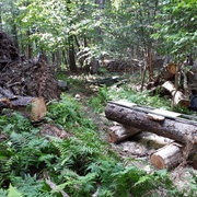 Guide de coupe fixé sur un tronc (ici une pruche) pour faire la première coupe.