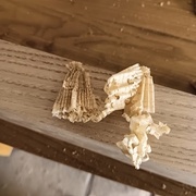 Copeau obtenu (châtaignier)