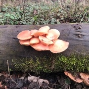 Un certain Rhodotus palmatus