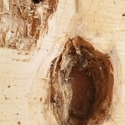 Un petit trou en apparence inoffensif peut cacher une vis ou un crochet "avalé" par l'arbre.