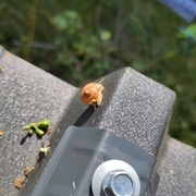 Un peu de poésie avec cet escargot, tombé probablement du houx.