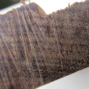 Ipé, à droite coup de ciseau