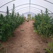 Le chanvre en serre