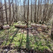L'arbre était tombé en travers du chemin et le garde nous avait demandé de le dégager