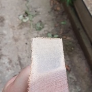 colorations bleu encre dans l'aubier. parfois au centre comme ici, mais parfois affleurant.