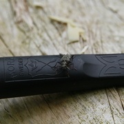 Un joli Rhagium venu voir ce qui se passe