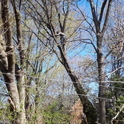 Les émondeurs, des mohawks de Kahnawake, dans la cime de l'arbre, vu de notre jardin.