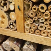 Guêpe coucou (Chrysididae)