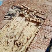 J'ai eut très peur à la vue de cette petite bêbête