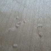 érable moucheté (détail)