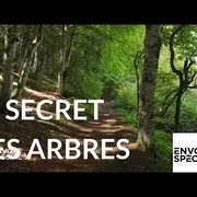 Le secret des arbres...