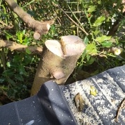 Tronc du houx coupé au niveau du toit. (Je l'ai recoupé au niveau du sol par la suite.