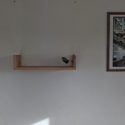 Un beau chou-fleur dans mur !