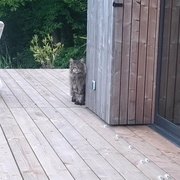 L'accueil !!!! Et oui y a toujours des chats où je vais !