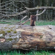 Sur l'arbre d'origine