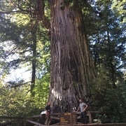 Big tree, séquoia géant de Californie