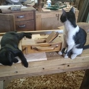 J'ai essayé de les faire bosser mais un chat reste un chat (alors deux !!!!)