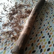 Manche en cours d'écorcage