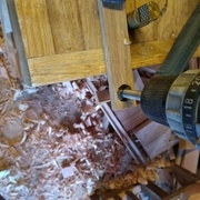 une chute de chêne qui traine