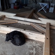 mon chien monte déjà la garde !