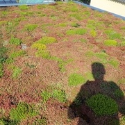 La toiture végétalisée