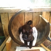 ah oui et mon porte journaux est devenu un panier à chat !!!!