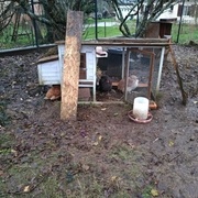 Il pleut ! un qui bosse sous la pluie, lesautres le regarde à l'abri ! c'est qui le QI d'poule?