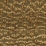 Iroko :  notez le parenchyme très présent, autour des vaisseaux. Quelques vaisseaux doubles et triples.