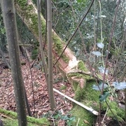 J'avais fait une entaille plusieurs jours avant