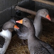 Pedro, Maria e Barbara.