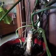 Lui, il a été reléguer à garder un pot de fleur car il voulait pas se faire mouiller par la pluie.