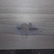 marques laissés par la tronçonneuse pour extraire les ogives