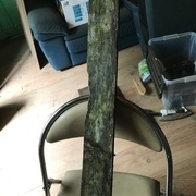 Le bois pour les pieds et le socle de soutien avant nettoyage et ponçage intensif