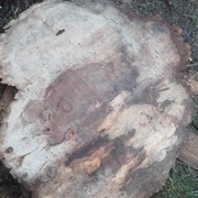 petite trace de pourriture à droite