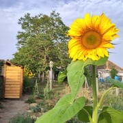 Le premier côté est posé (enfin)