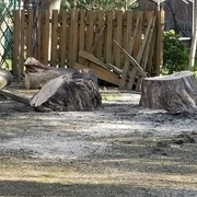 La souche et quelques beaux restes.