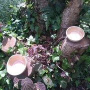 Sur les branches du noisetier !