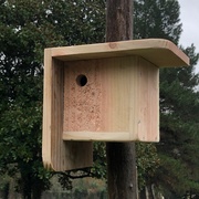 Nichoir douglas (voliges)