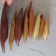 ??, Chêne, ??, Châtaignier, ??, Peuplier, Châtaignier, Pin