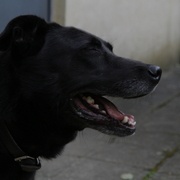 Notre amie à quatre pattes qui nous a accompagné la journée.