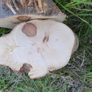 Malgré les noeuds et le bois pas trop sec, la lame avance bien