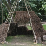 Tipi